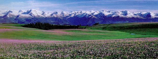 Grassland in Xinjiang